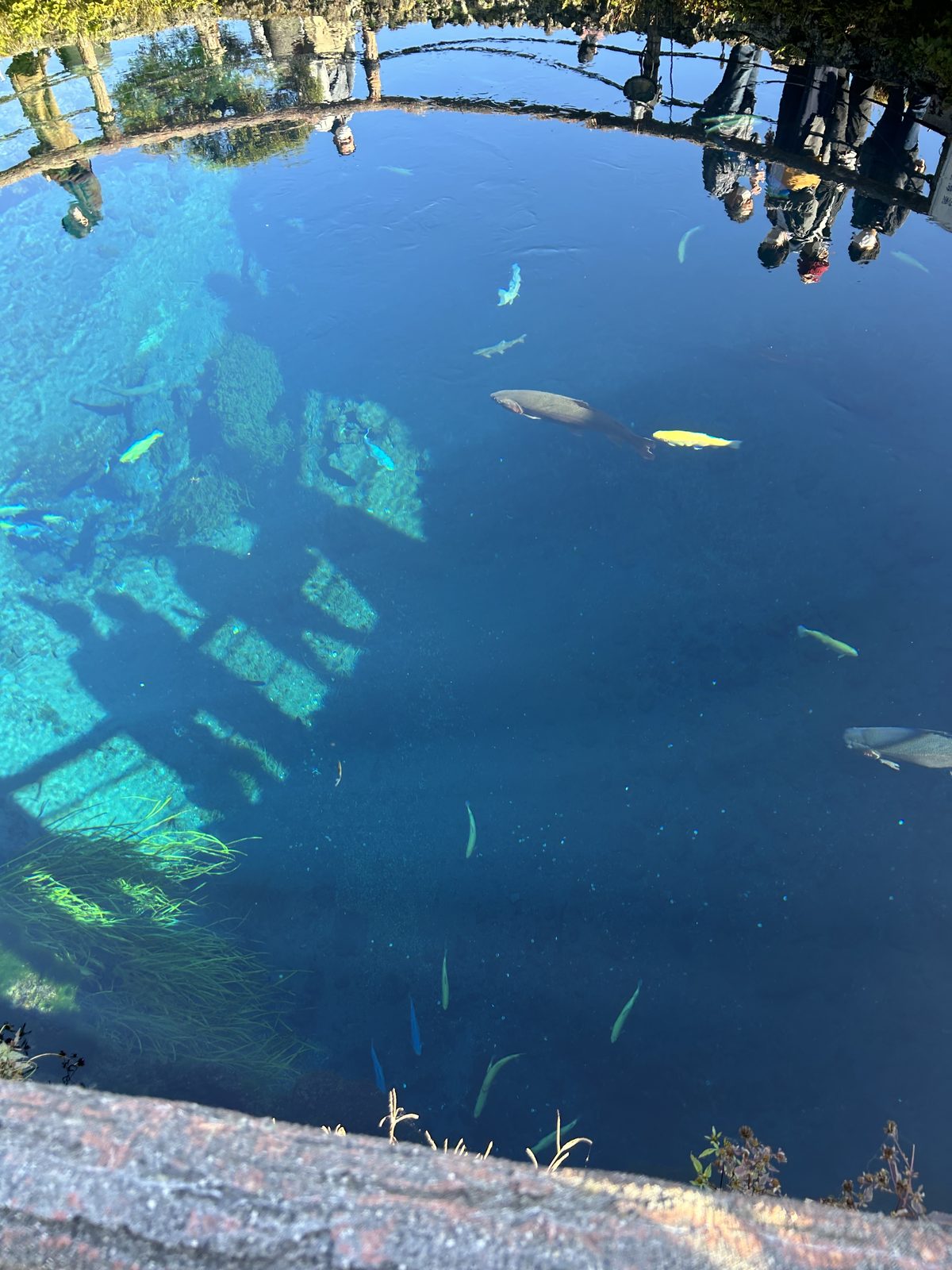 忍野八海の湧水池。透き通った青い水の中を鯉や魚が泳ぎ、水面には周囲の木々や観光客が映り込んでいた。9時46分